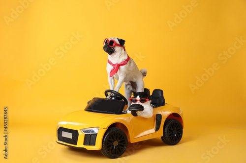 Funny pug dog and cat with sunglasses in toy car on yellow background