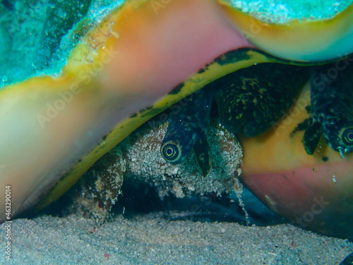 Closeup of a queen conch on the seabed under the sea