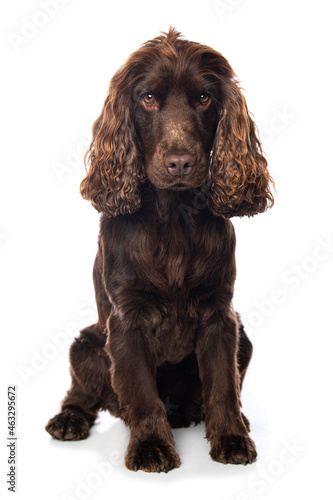 Cocker spaniel dog sitting isolated on white