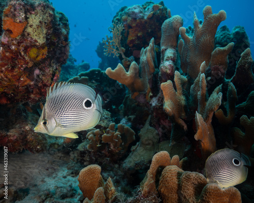 Four eye butterfly fish with partner among coral