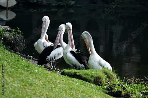 pelican on the grass