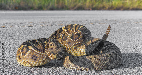 eastern diamond back rattlesnake - crotalus adamanteus - coiled in defensive strike pose with tongue out