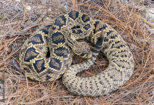 Large wild Eastern Diamondback rattlesnake - crotalus adamanteus laying in pine needles in north Florida