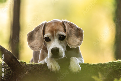 Portrait of a beagle gundog. A beagle gun dog in a forest.