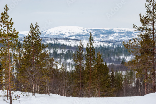 Winter landscape of the Kola Peninsula. Pines against the background of snow peaks of hills. Murmansk region.