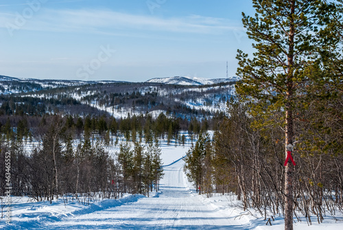 Winter landscape of the Kola Peninsula. Pines against the background of snow peaks of hills. Murmansk region.