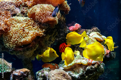 a beautiful aquarium with corals and fish yellow zebrasome yellow tang