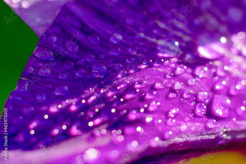 Wet flower part close up as floral backdrop with fragile petal with macro water drop on bright sunbeams