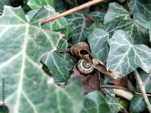 Skorupa ślimaka z jesiennymi liśćmi ukryta w bluszczu