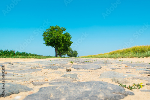 Paving stones an very old road sprinkled with sand between agricultural fields. Sunny summer rural landscape.