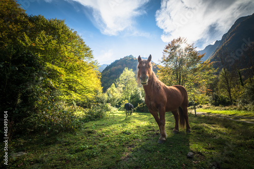 horse in the montain meadow