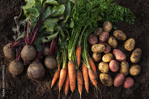 Autumn harvest of fresh raw carrot, beetroot and potatoes on soil in garden, top view. Organic vegetables background