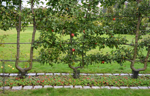 apple trees grown in flat vertical palmettes. branching at sharp angles. a strip of flowerbed with a curb of paving granite blocks. undergrowth under the berries of wild strawberries