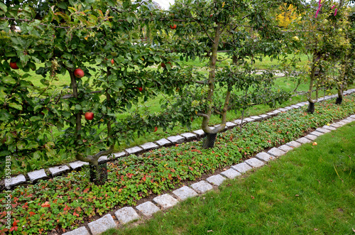 apple trees grown in flat vertical palmettes. branching at sharp angles. a strip of flowerbed with a curb of paving granite blocks. undergrowth under the berries of wild strawberries