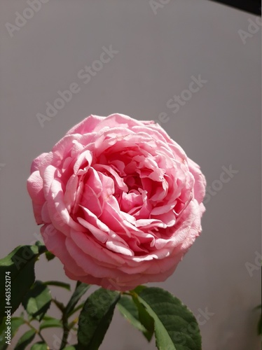 photograph Pink Rose Emmanuelle rose