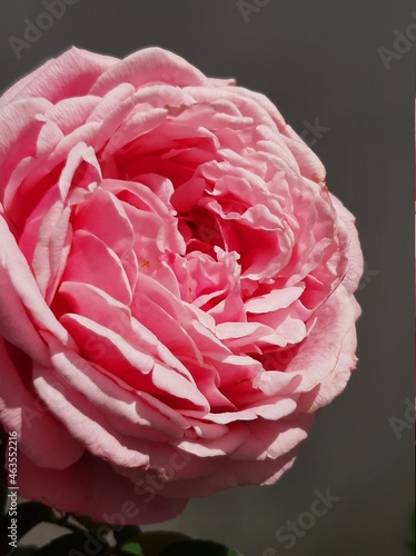 photograph Pink Rose Emmanuelle rose