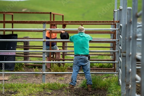 ear tagging equipment and worm drenching gun rady to treat cows and sheep in Australia in the cattle yards
