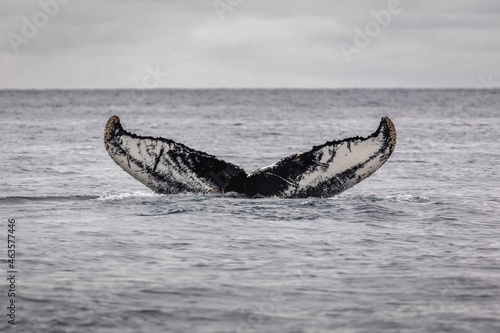 Close-up of the tail of a diving Humpback Whale (Megaptera novaeangliae) 