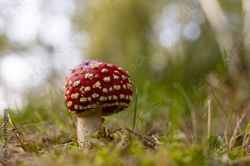 Red mushroom toadstool. Latin name amanita muscaria, toxic mushroom.Czerwony grzyb.Muchomor. Toksyczny grzyb