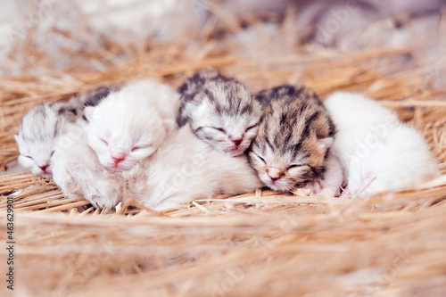 Newborn kittens. Scottish purebred cat. Newborn blind kittens in the first days of life. Kittens lie isolated on the straw. Kittens in their natural environment.