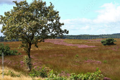 Heather field with flowering heather plants in nature area the Veluwe in the Netherlands near the town of Apeldoorn in August 2021