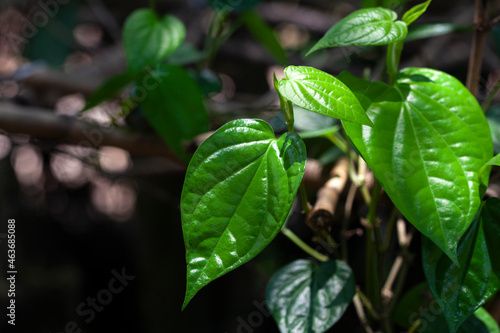 Betel Leaves, Piper Betle, Daun Sirih, paan, betel pepper, sireh leaf