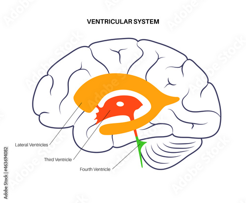 Ventricular system anatomy