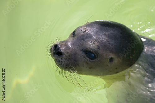 Close up of the head of a cute harbour or common seal in Seal Sanctuary Ecomare on the island of Texel, Netherlands. Plenty space for text of the left side of the image.