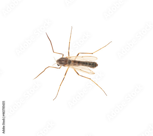 Closeup view of mosquito on white background