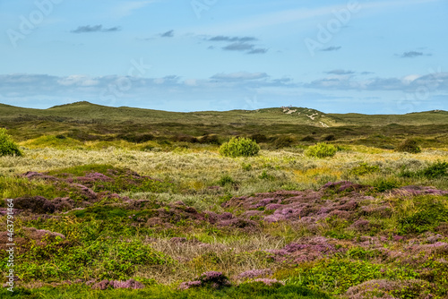 Texel, the Netherlands. September 2021. Dune landscape with heather on the island of Texel.