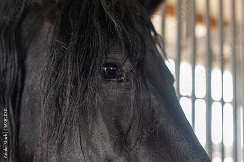 portrait of gorgeous tribal black horse