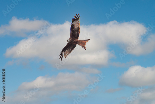 Ptak drapieżny kania ruda w czasie lotu na tle lekko zachmurzonego nieba.
