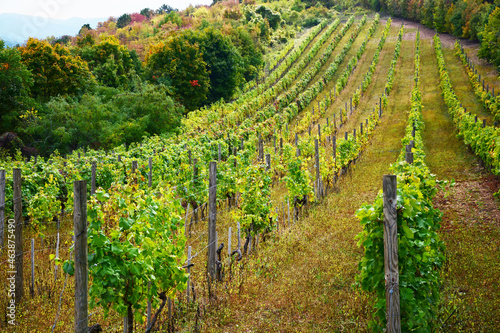 vineyard in autumn