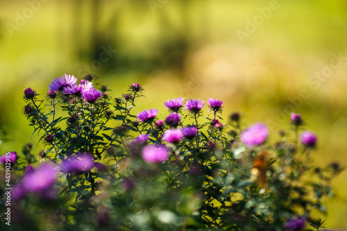 purple autumn flowers on green background