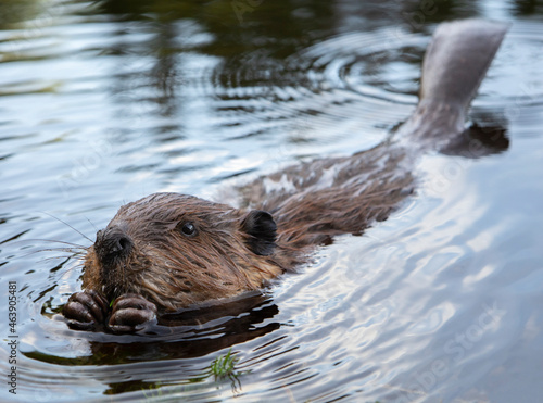 Baby beaver chewing on a stick