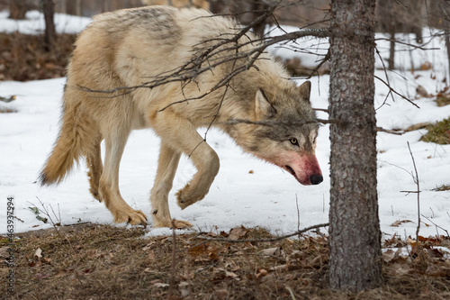 Grey Wolf (Canis lupus) With Bloody Muzzle Prowls Under Tree Winter