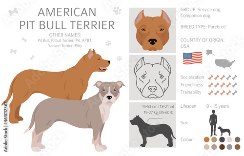 American pit bull terrier dogs clipart. Color varieties, infographic.