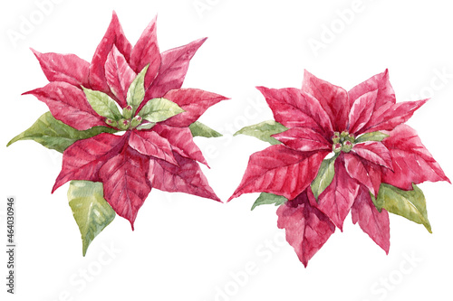 Beautiful floral christmas set with hand drawn watercolor winter red poinsettia flowers. Stock 2022 winter illustration.