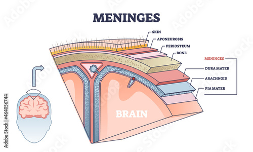 Meninges as central brain part structure or under skin layers outline diagram. Labeled educational and anatomical parts location scheme with healthy medical skull elements example vector illustration.