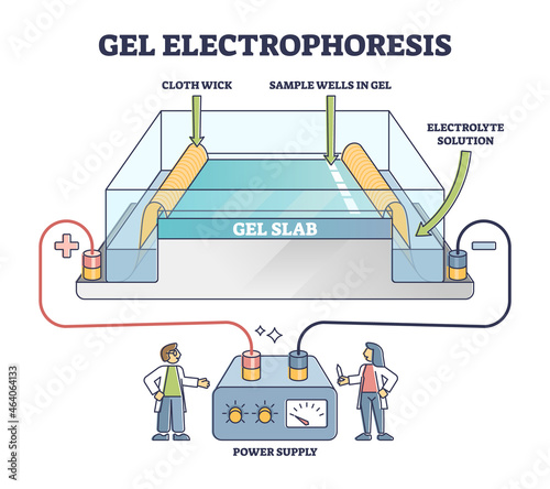 Gel electrophoresis method for separating mixtures, illustrated diagram