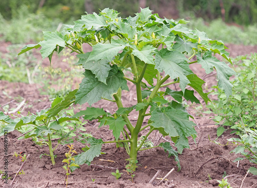 Jimson Weed plant, Datura stramonium