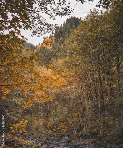 Deciduous trees with colorful green, yellow, orange, golden leaves. Mountain river with in the autumn forest. Forest river in autumn fall. Autumn forest river landscape. 