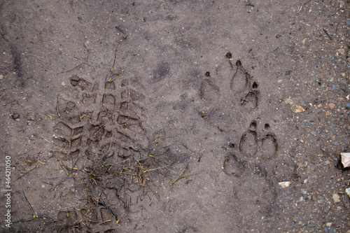 Iberian wolf and boot footprints engraved in the mud
