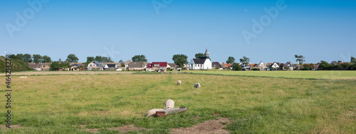 village of poudeschild on dutch island of texel with sheep in meadow