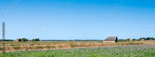 field with purple potatoe flowers under blue sky on dutch island of texel