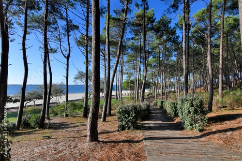 Beautiful seascape with pine trees at Arcachon in France