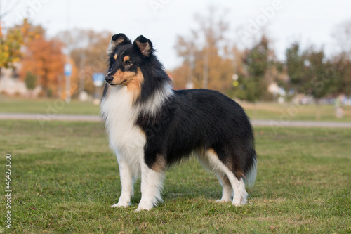 Smiling and fluffy black and white sable tricolor shetland sheepdog, sheltie standing in show stand with background of green grass. Black little collie, fur lassie dog outdoors on summer time