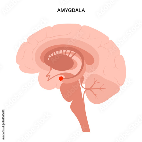 Brain amygdala anatomy