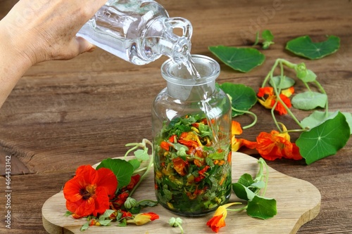 Making tincture from Tropaeolum majus, also called garden nasturtium or Indian cress. The whole plant is chopped up and covered in alcohol. Tincture is good for medicinal use.