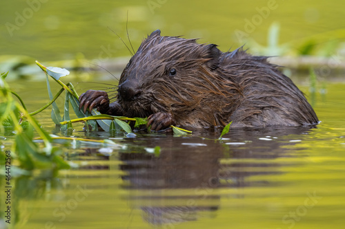 Wet eurasian beaver, castor fiber, eating leaves in swamp in summer. Aquatic rodent gnawing greens in water. Brown mammal holding twigs in lake.